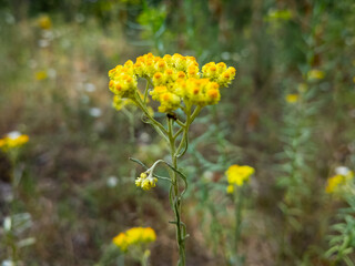 Obraz premium immortelle flower. Yellow flowers of curry plant on field. Healthy herb Italian strawflower growing at summer in rural countryside. Helichrysum italicum.
