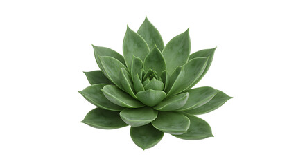 A vibrant green succulent plant isolated on transparent background