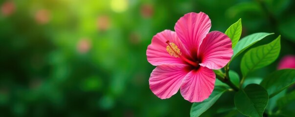 Vibrant pink hibiscus blossom, lush green leaves, copy space , floral, botany