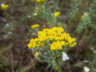 immortelle flower. Yellow flowers of curry plant on field. Healthy herb Italian strawflower growing at summer in rural countryside. Helichrysum italicum.