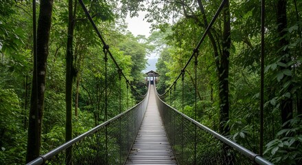 Lush Green Jungle Path with Sunlight Streaming Through the Canopy

