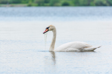 Fototapeta premium Graceful white Swan swimming in the lake, swans in the wild. Portrait of a white swan swimming on a lake.