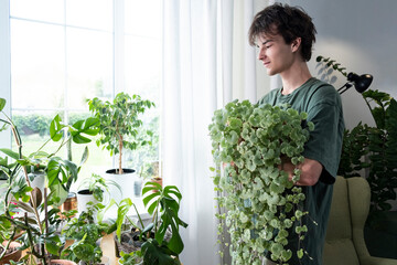 Home plants and the environment A young man is taking care of plants at home. Ampel climbing plant...