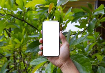 Man holding phone blank screen in the garden, outdoor. Phone mockup	
