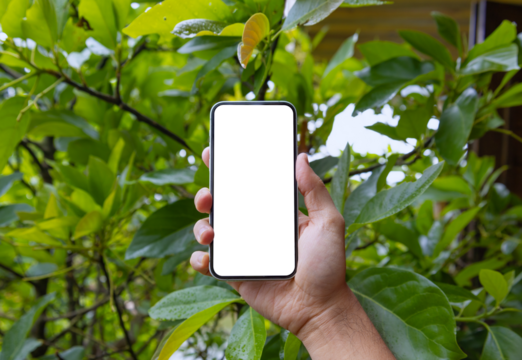 Man holding phone blank screen in the garden, outdoor. Phone mockup	
