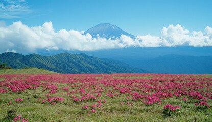 Panoramic view of a vibrant pink flower field stretching across a mountain plateau, with a majestic snow-capped volcano in the background.  A beautiful, clear blue sky with fluffy white clouds above