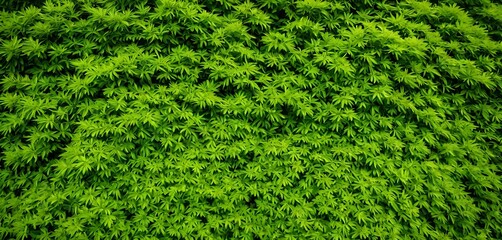 Full Frame Bright Green Bush