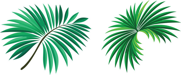 palm tree vector illustration