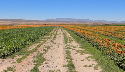 Sunflowers in rows, a dirt path stretches through a field of vibrant orange-yellow sunflowers.  A background of low mountains and a pale, dry landscape