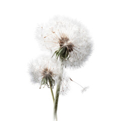 Close-up of two dandelion seed heads.  Fluffy white seeds cluster around a central stalk.  Soft lighting