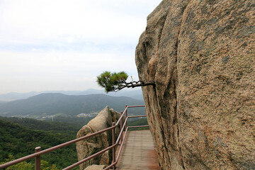 큰 바위 틈에서 옆으로 자라는 소나무