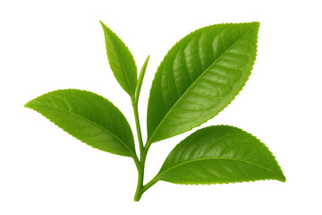 Obraz premium Vibrant green tea leaves on a transparent background, showcasing their natural beauty and freshness