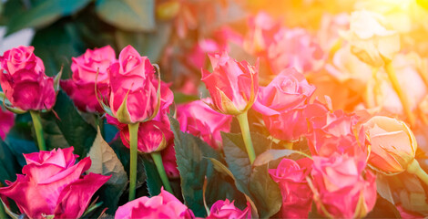 Beautiful pink roses blooming in a sunny garden filled with vibrant colors and lush greenery