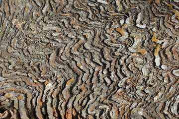 해안 바위의 불규칙하고 추상적인 암석 표면