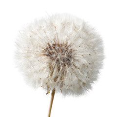 Fototapeta premium Close-up of a dried dandelion seed head (1)