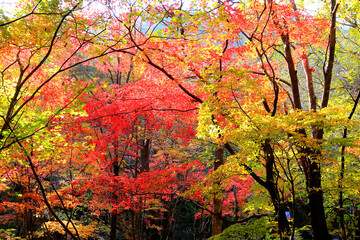 숲 속 밝고 아름다운 붉은 단풍