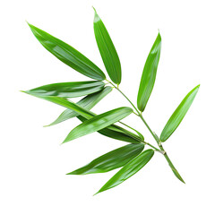 Obraz premium Close-up of vibrant green bamboo leaves