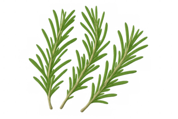 Rosemary sprigs displaying aromatic green needles and rustic woody stems against transparent surface