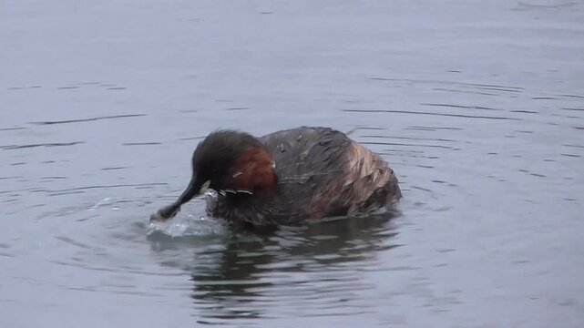 Little Grebe or Dabchick (Tachybaptus ruficollis) Eating Food On A Lake