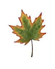Watercolor illustration of a maple leaf with a rich green center and warm red-orange edges. for fall crafts, cards, packaging, digital projects, scrapbooking and Thanksgiving decorations.