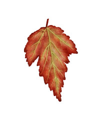 Watercolor illustration of a fall maple leaf done in warm red and gold tones. Great for seasonal crafts, Thanksgiving decor, fall invitations, scrapbooking and cozy DIY projects.