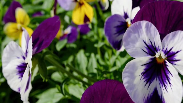 High quality 4K footage highlighting delicate flowers of the wild pansy known by many charming names like heartsease or Johnny jump up their colorful petals creating a joyful splash of nature