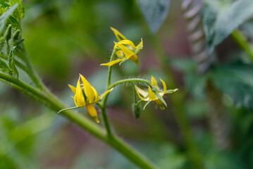 Color Tomatoes in the garden