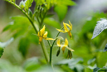Color Tomatoes in the garden