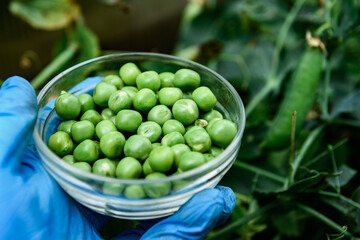 Green peas harvest in a glass bowl in the garden.