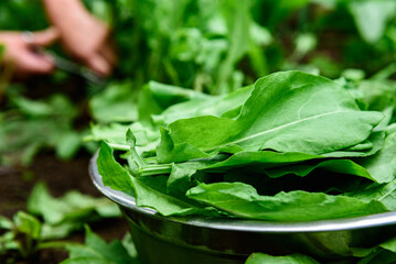 A woman picking fresh green sorrel growing in a garden using scissors.