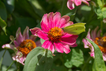 Common brimstone butterfly (Gonepteryx rhamni) sitting on pink flower in Zurich, Switzerland