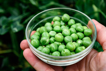 Green peas harvest in a glass bowl in the garden.