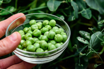 Green peas harvest in a glass bowl in the garden.