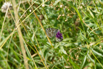 Marbled White (Melanargia galathea) butterfly sitting on a pink scabiosa in Zurich, Switzerland
