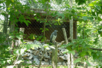 vogel greifvogel tier natur gefahr