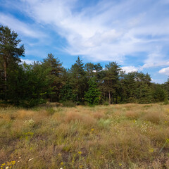 Landscape pine forest and beautiful sky. Field and forest. Clouds in the sky against the background of a pine forest. Natural landscape.