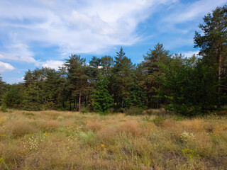 Landscape pine forest and beautiful sky. Field and forest. Clouds in the sky against the background of a pine forest. Natural landscape.