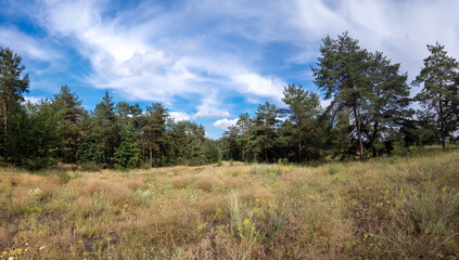 Fototapeta premium Landscape pine forest and beautiful sky. Field and forest. Clouds in the sky against the background of a pine forest. Natural landscape.