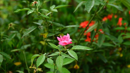 Close-Up of a Pink Rose Blooming in a Lush Garden