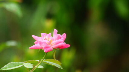 Close-Up of a Pink Rose Blooming in a Lush Garden