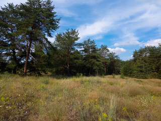 Obraz premium Landscape pine forest and beautiful sky. Field and forest. Clouds in the sky against the background of a pine forest. Natural landscape.