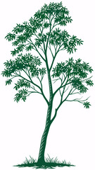 Obraz premium green tree isolated on white vector 