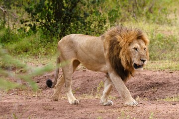 Male lion walking in the Serengeti © Mt. Cape