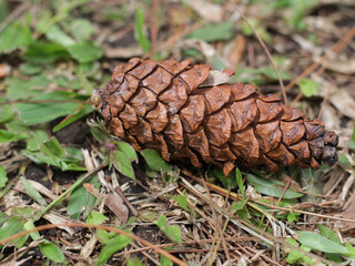 Pine cones on the grass. The color turns brown when ripe and opens to release the seeds.
