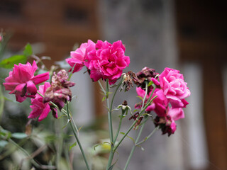 Pink Roses in winter. One of the most beautiful ornamental flowers.