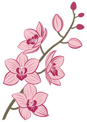Fototapeta premium pink orchid flower isolated 