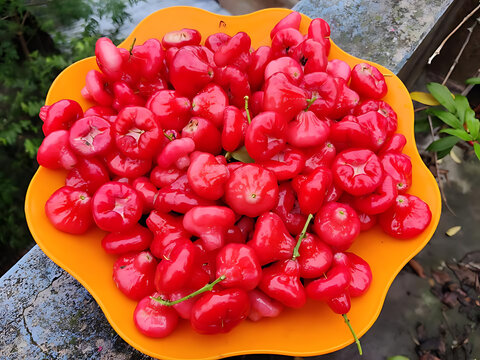 Fresh Red Java Apples (Wax Apples) &ndash; Tropical Summer Fruit
