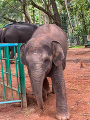 Close up photo of a baby elephant
