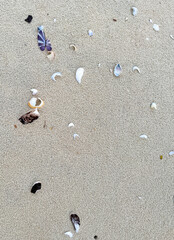 Colorful shells on the sand of a beach