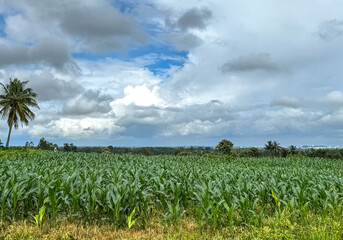 Maize field covered with blue skies and white clouds